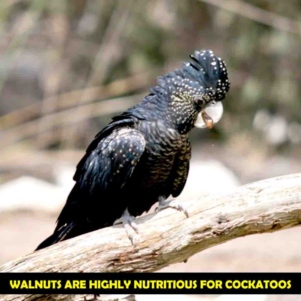 Potassium in walnuts for cockatoos