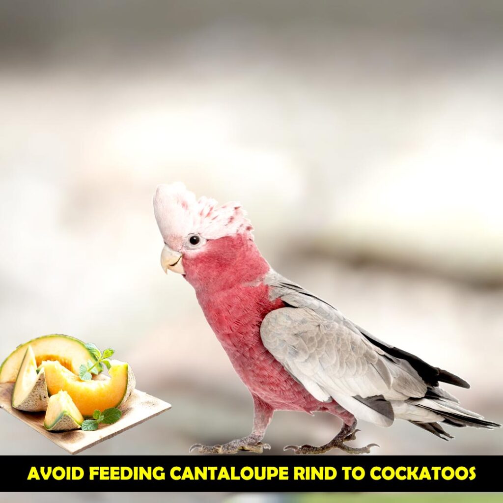 Precautions regarding the use of Cantaloupe