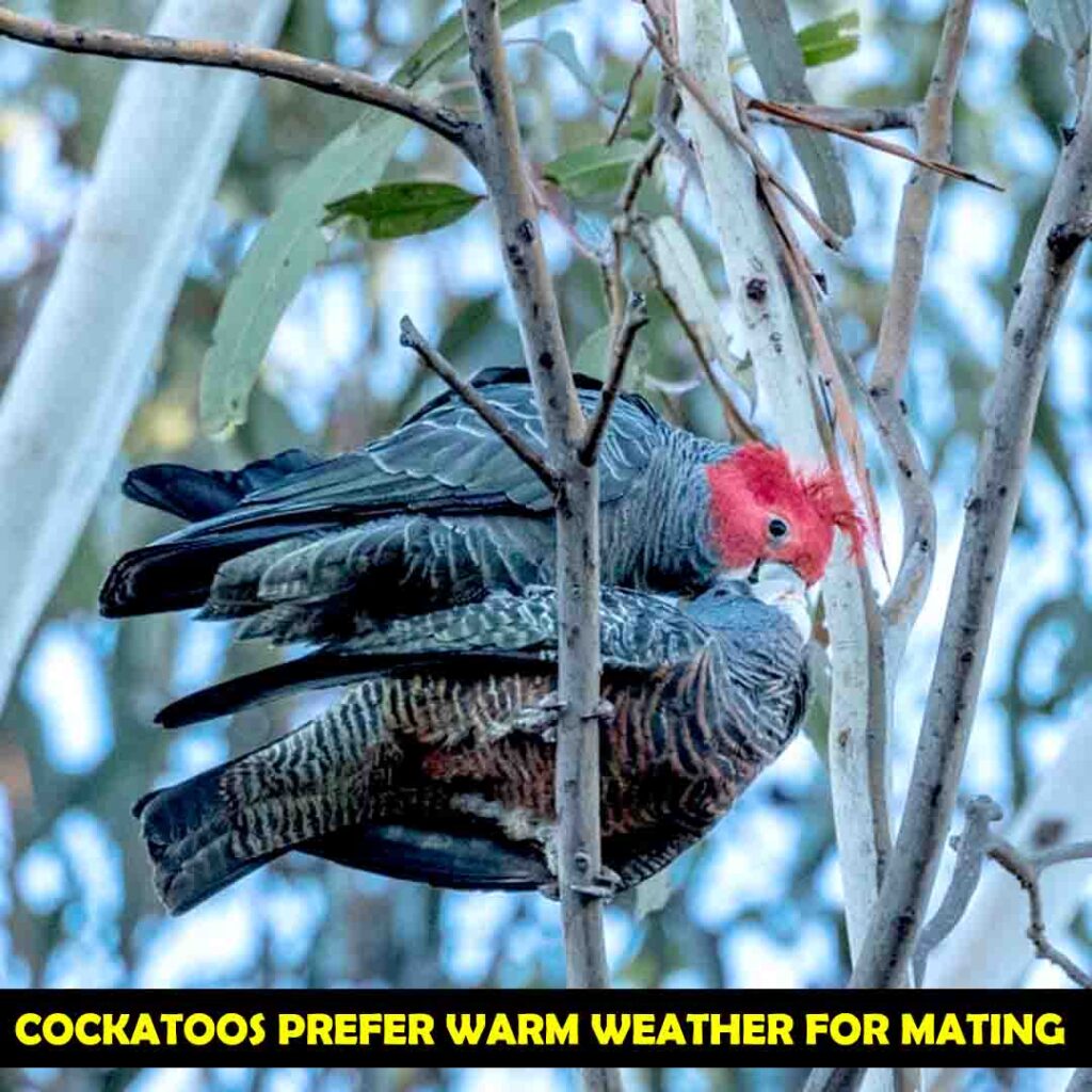 Process of Mating of Cockatoos