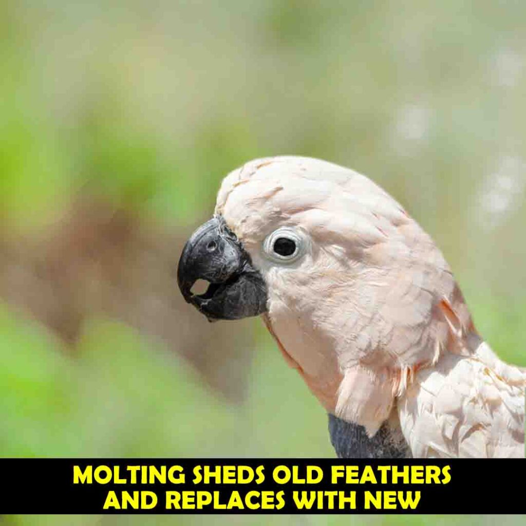 Process of Molting In Cockatoos