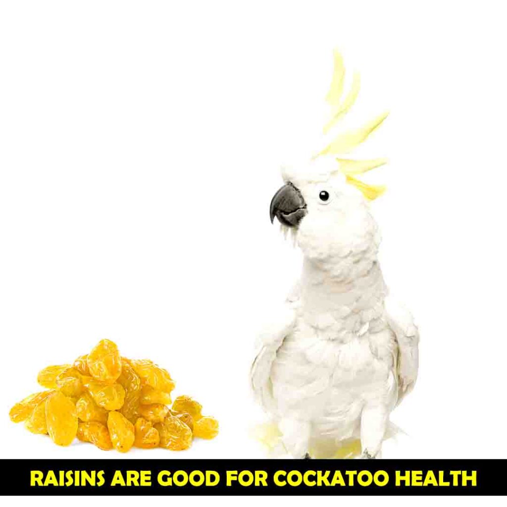 Raisins Can Prevent Cockatoos From Acidity