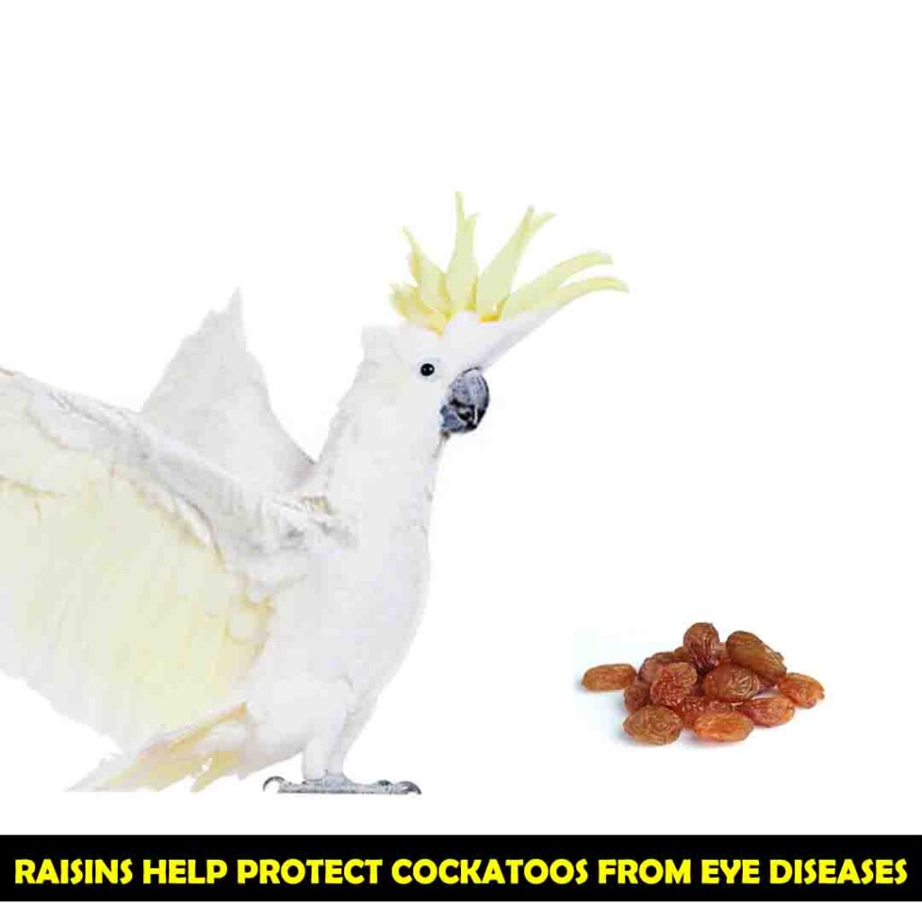 Raisins Help in Eye Protection of Cockatoos