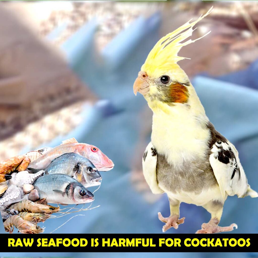 Raw Seafood For Cockatoos