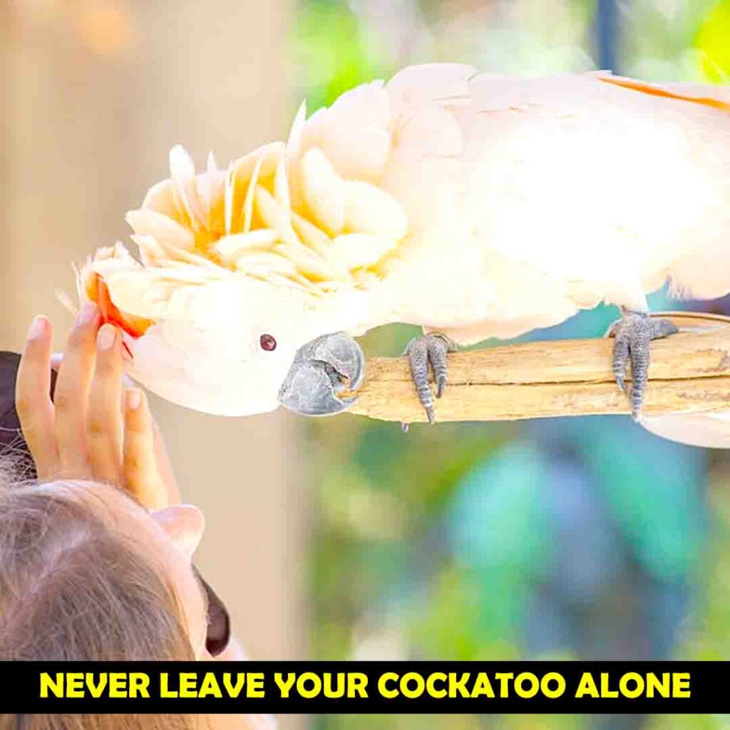 Restore the Confidence of Your Cockatoo
