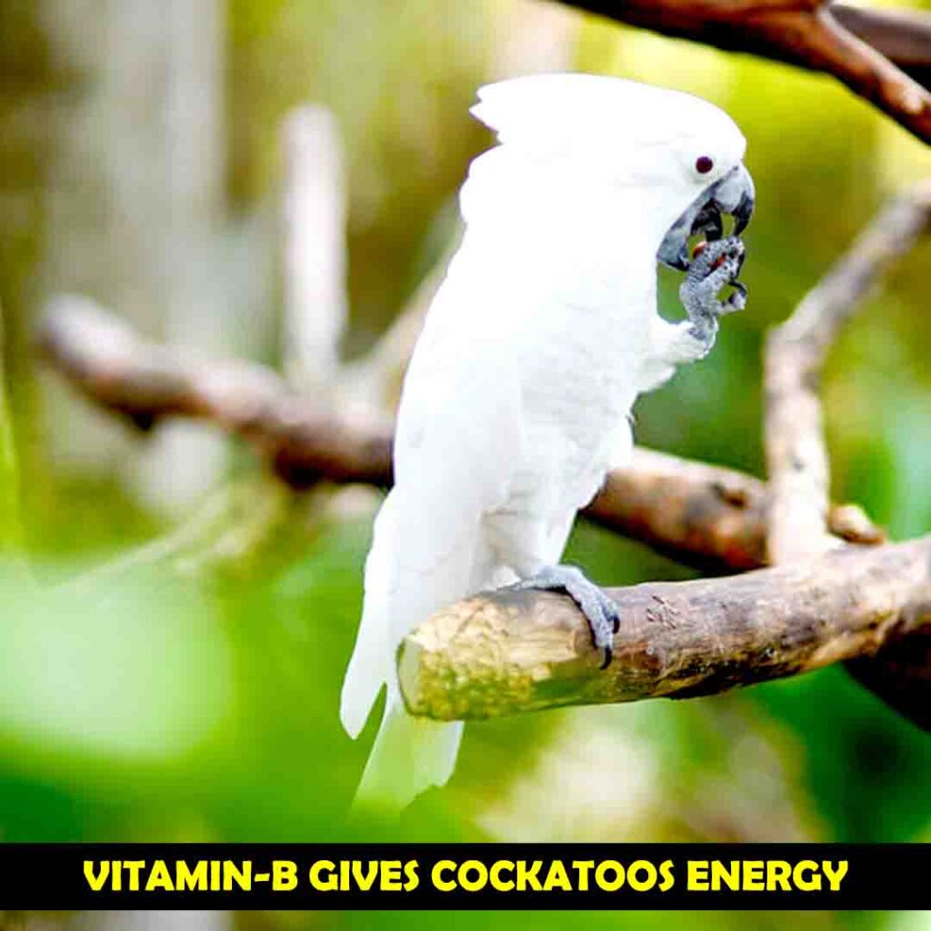 Riboflavin In Almonds for cockatoos
