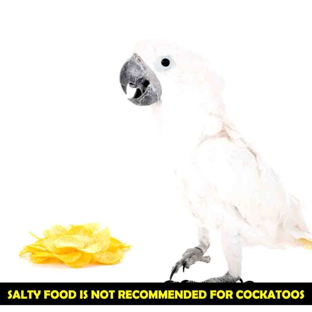 Salt is not Recommended For Cockatoos