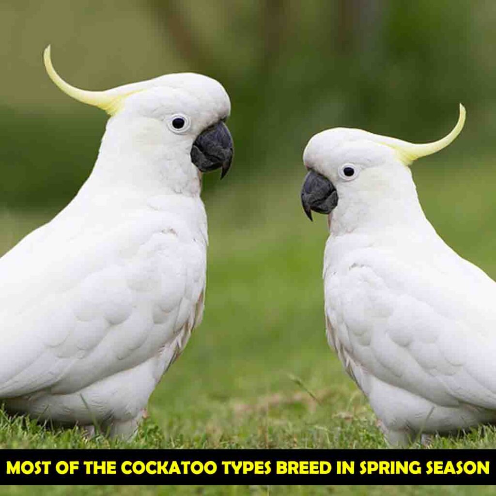 Season Of Egg Laying For Cockatoos