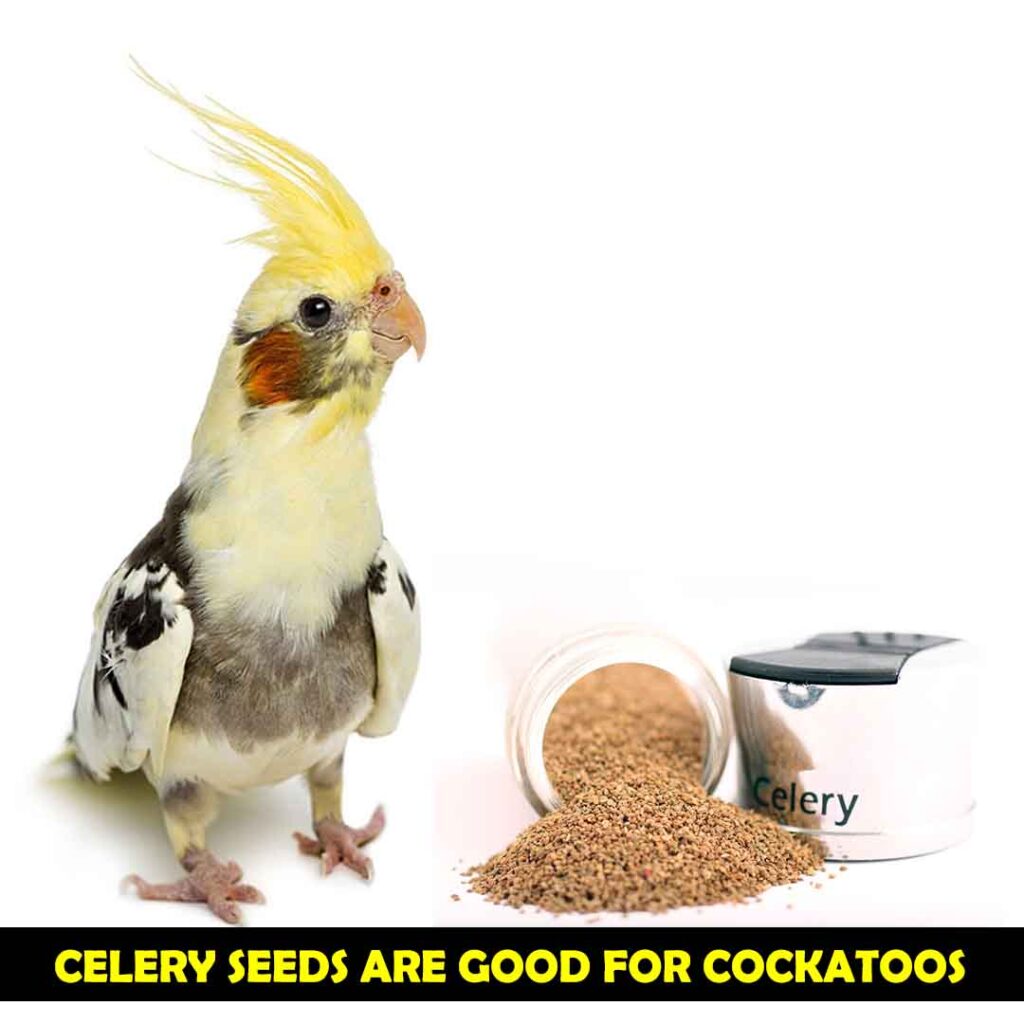 Seeds Of Celery For Cockatoos 