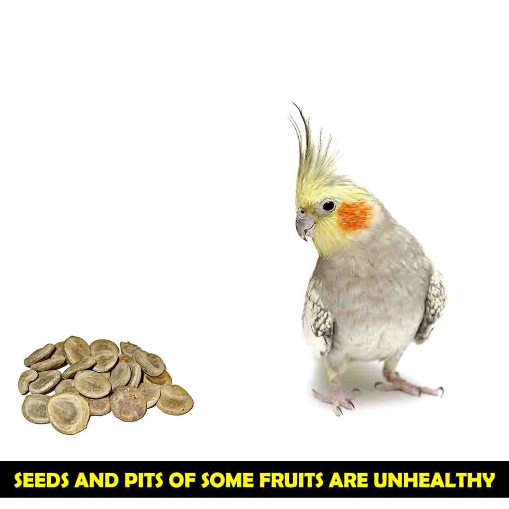 Seeds and pits of Some fruits are not Healthy for cockatoos