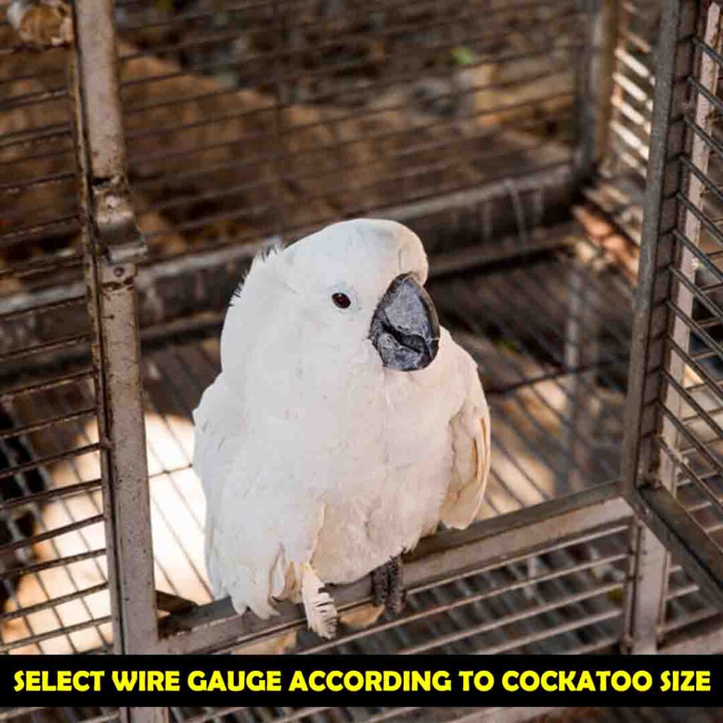 Select The Appropriate Wire for cockatoos cage