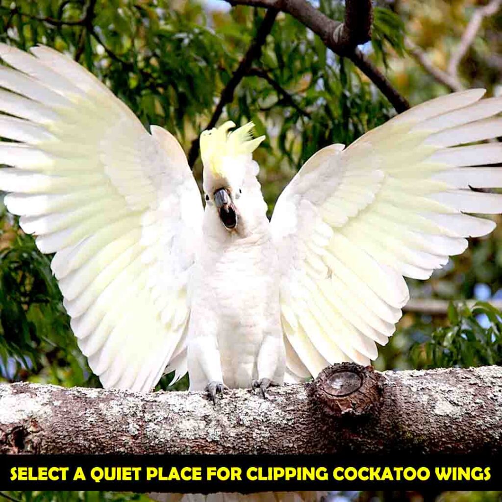 Select the Place For Wings Clipping for cockatoos