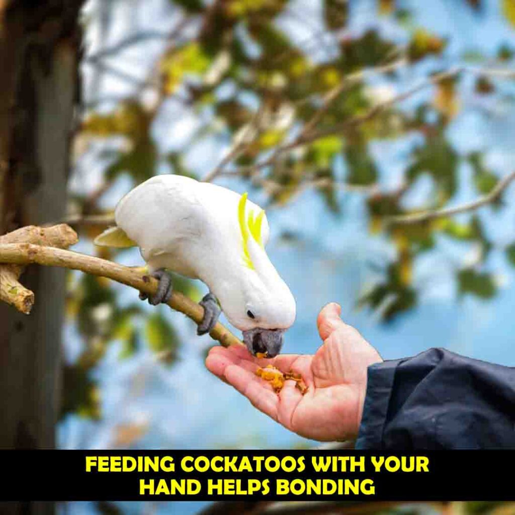 Share Your Food With Cockatoo