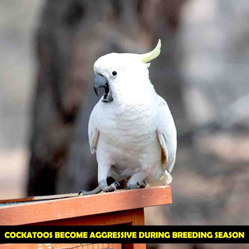 Some Dangerous Acts of Cockatoos