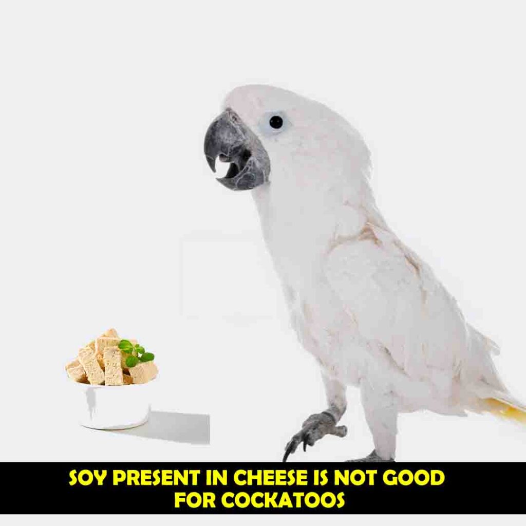 Soy Present in Cheese Is not good for cockatoos
