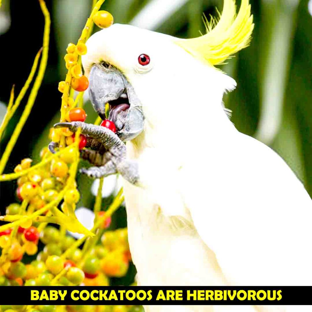 Stages of Cockatoos Diet
