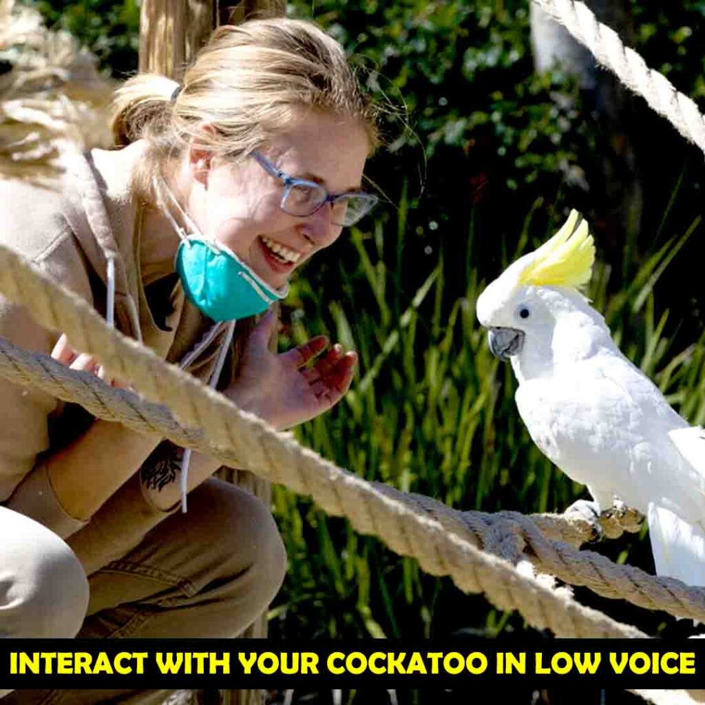 Start interacting with a cockatoo in low voices