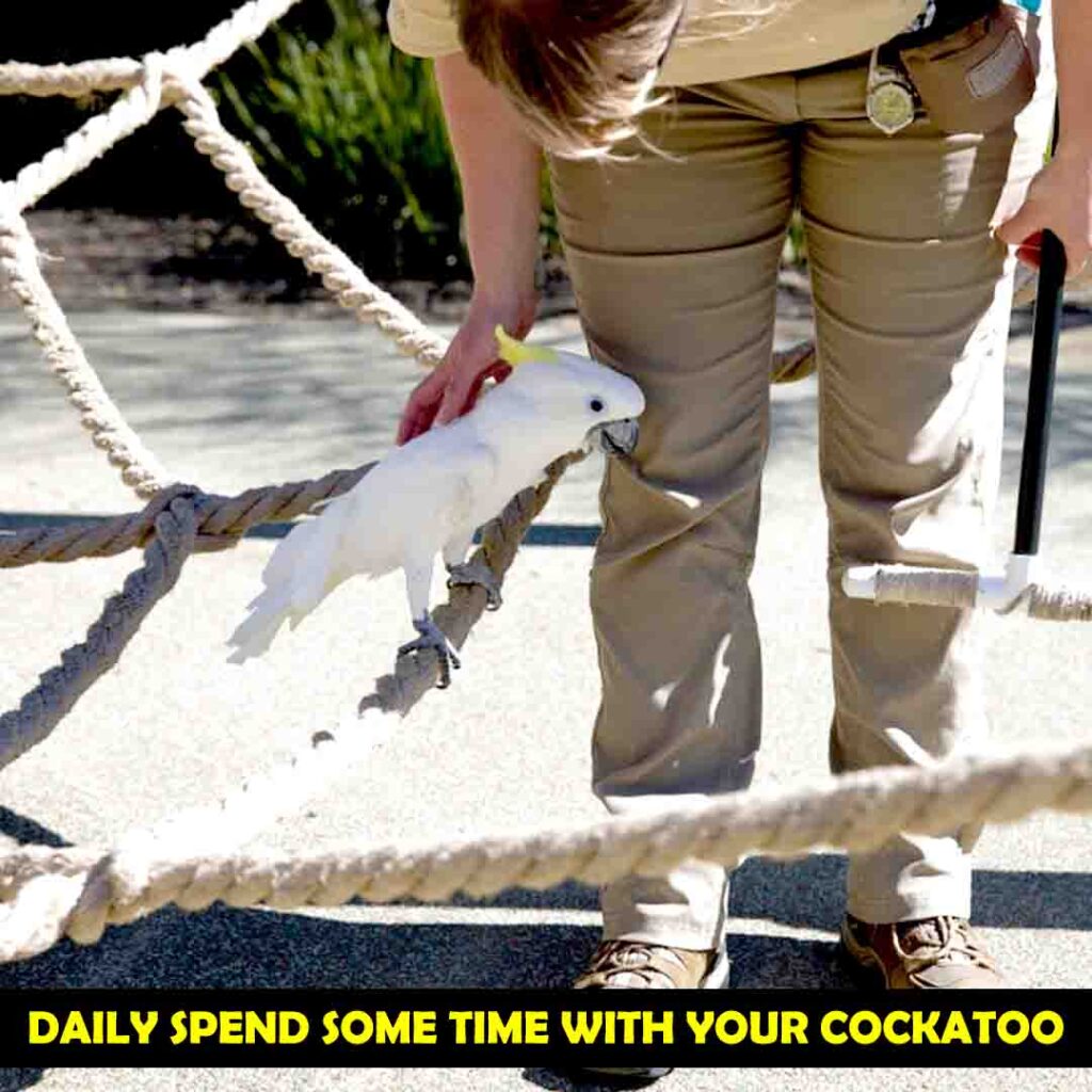 Steps To Take Care of Cockatoo Bird