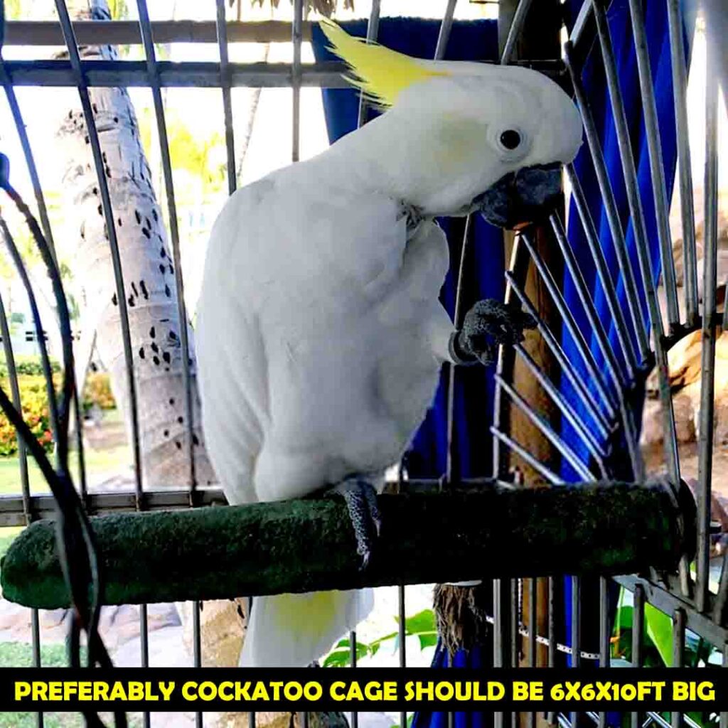 Suitable Cages For Cockatoos