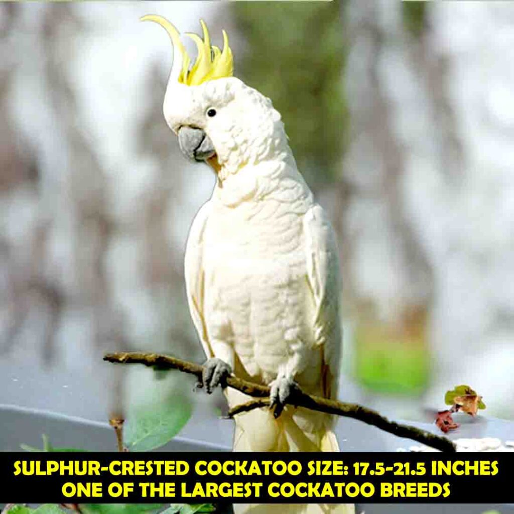 Sulfur- Crested Cockatoo
