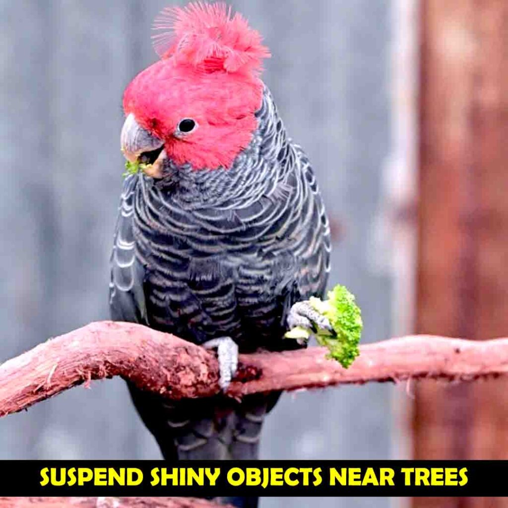 Suspend Shing Objects near Fruit Trees