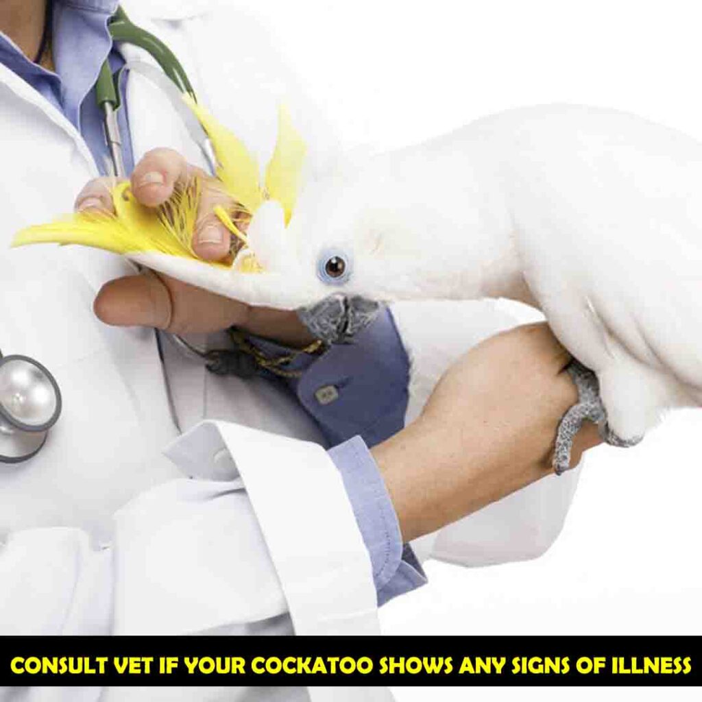 Take your Cockatoo to Veteran For Health Checkup