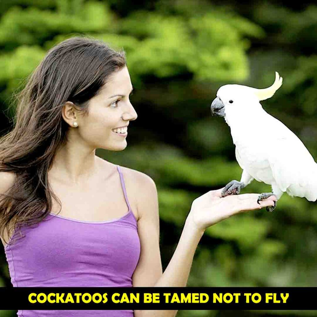 Taming of cockatoos not to fly