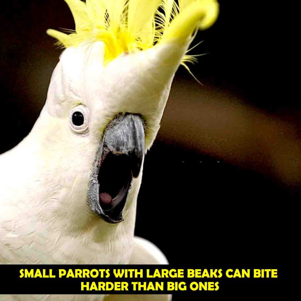 The Size of Cockatoos Beak