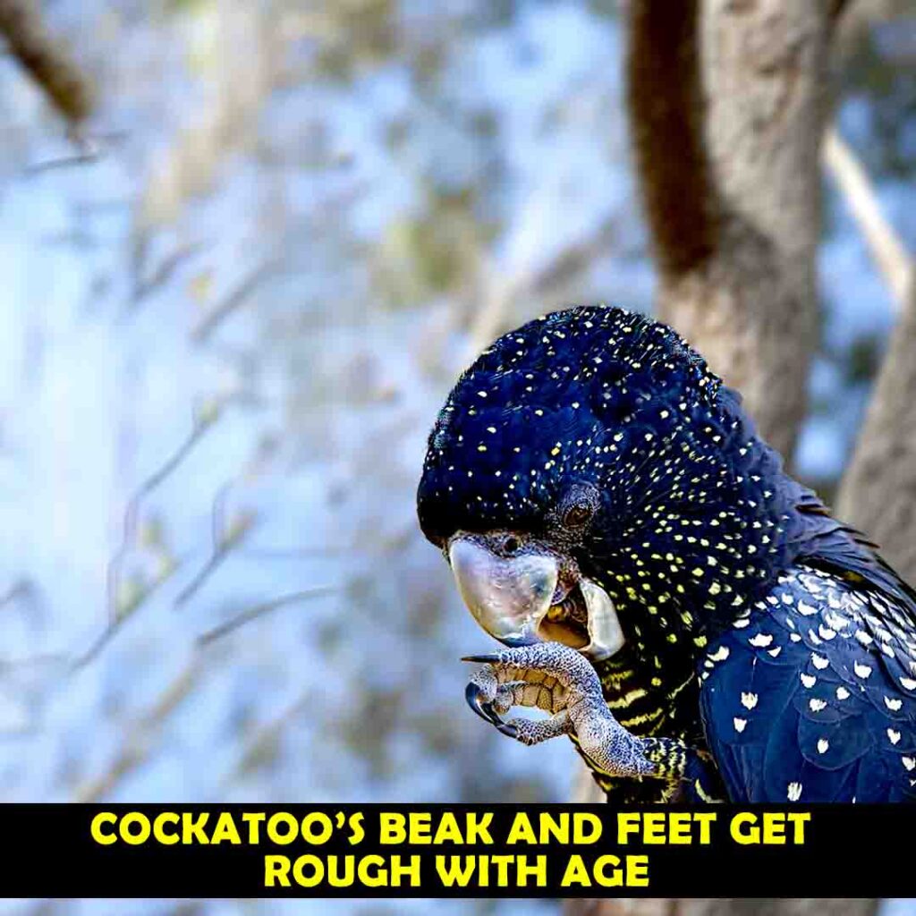 The roughness of Cockatoo’s beak