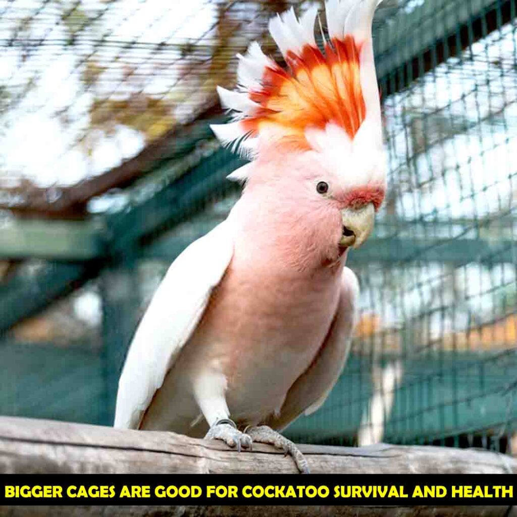 Too Big Cage For Cockatoos