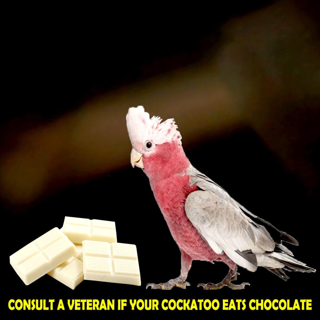 Treatment of Cockatoos after Chocolate Intake