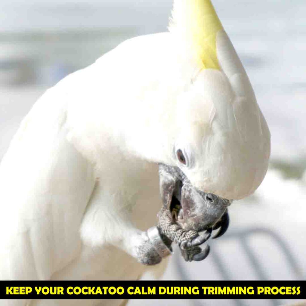 Trimming of Cockatoos Nails