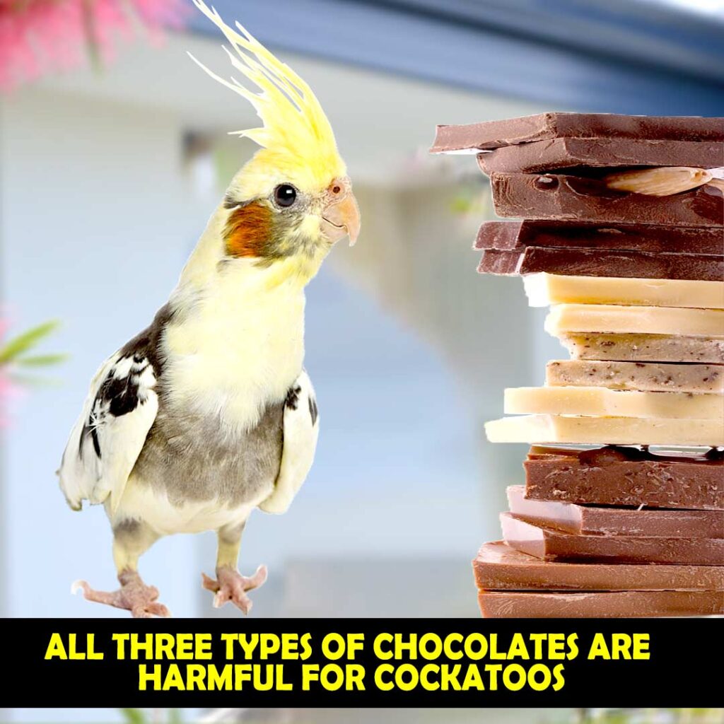 Types of Chocolates and their Effects on Cockatoos Health