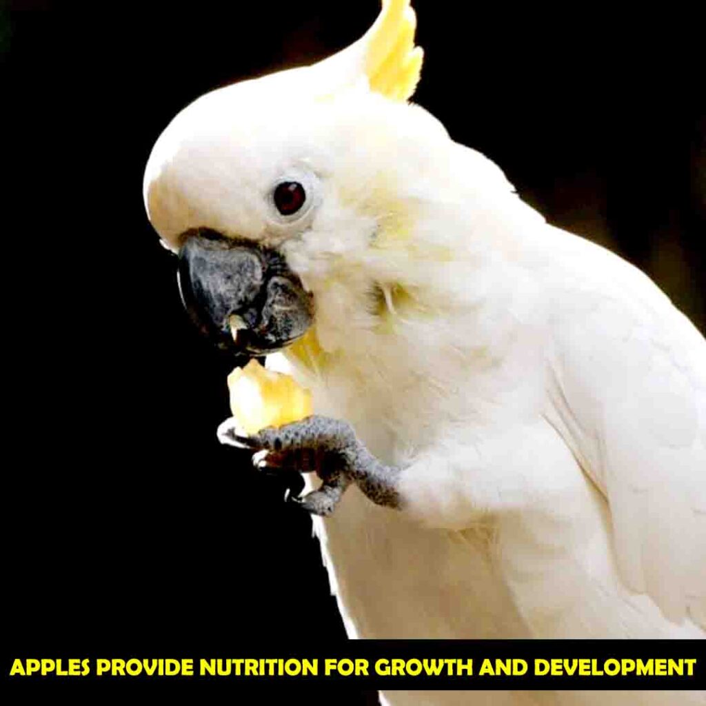 Vitamin A In Apples for cockatoos