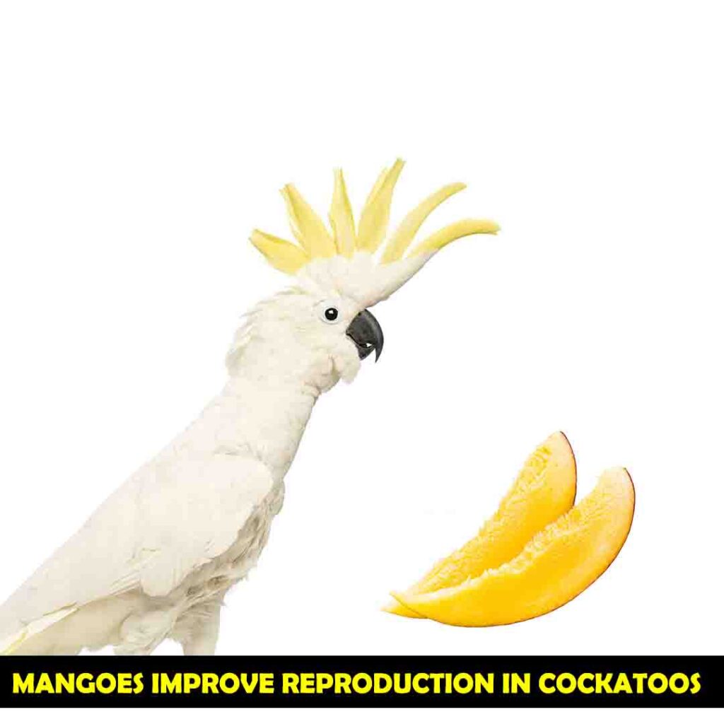 Vitamin A in Mangoes for cockatoos