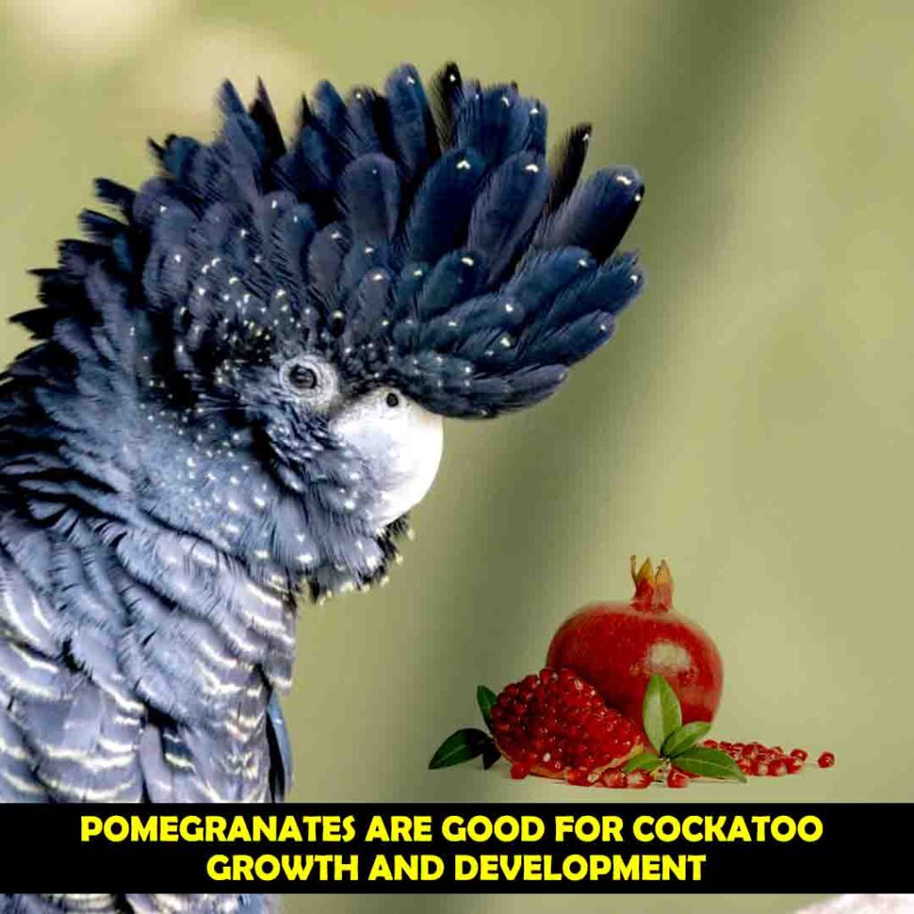 Vitamin A in Pomegranate for cockatoos