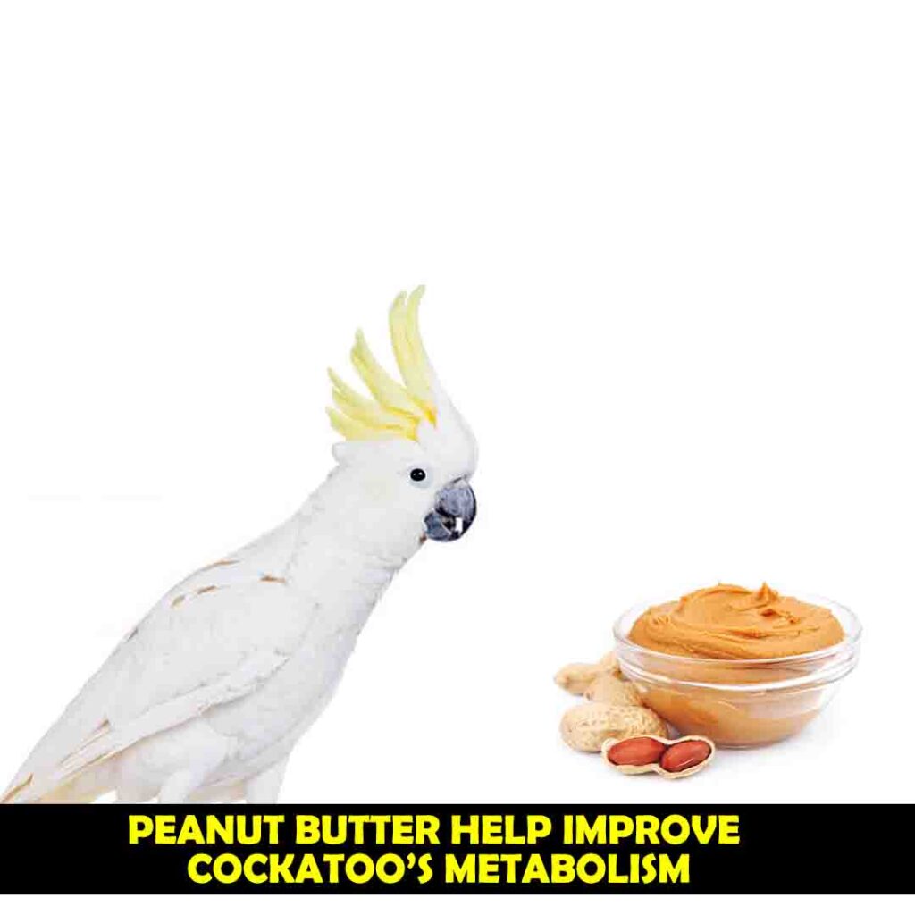 Vitamin B6 In Peanut Butter for cockatoos