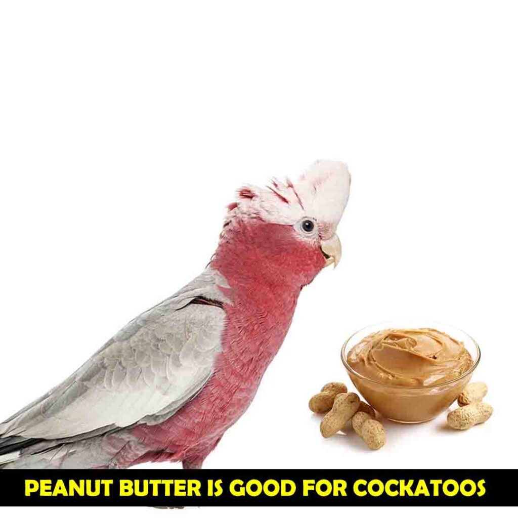 Vitamin C in peanut Butter for cockatoos