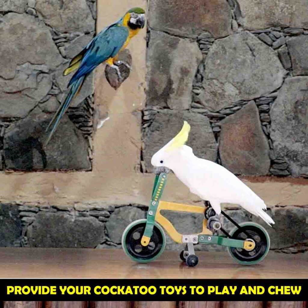 Ways to Stop Cockatoos From Plucking Feathers