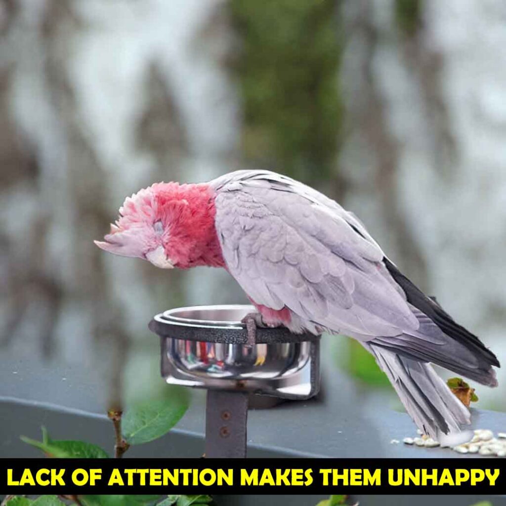 When Cockatoo’s Need For Attention is Not Fulfilled