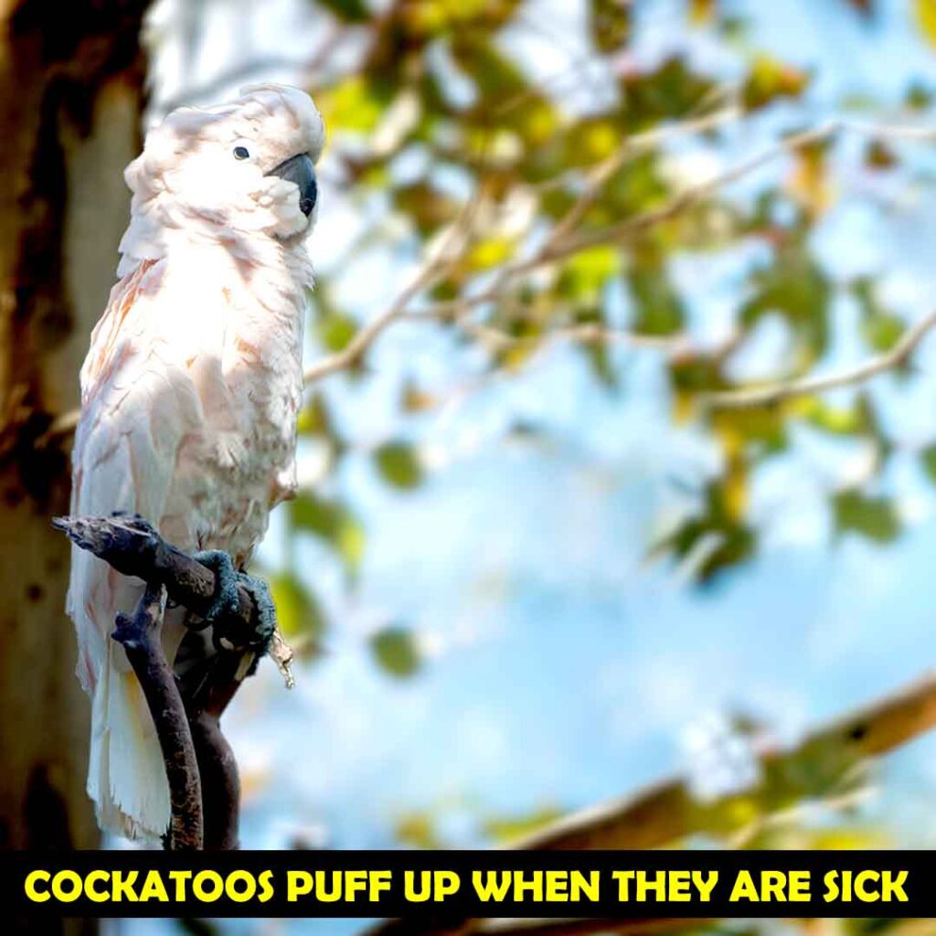 Why Do Cockatoos Puff up
