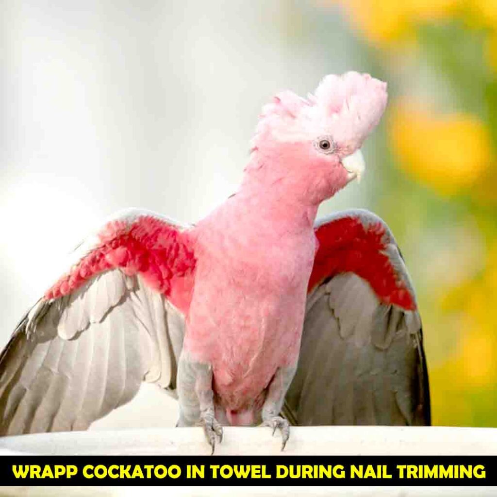 Wrap Your Cockatoo in Towel and ensure it grasp your finger