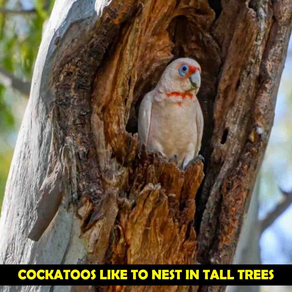 cockatoo like to nest in tall trees