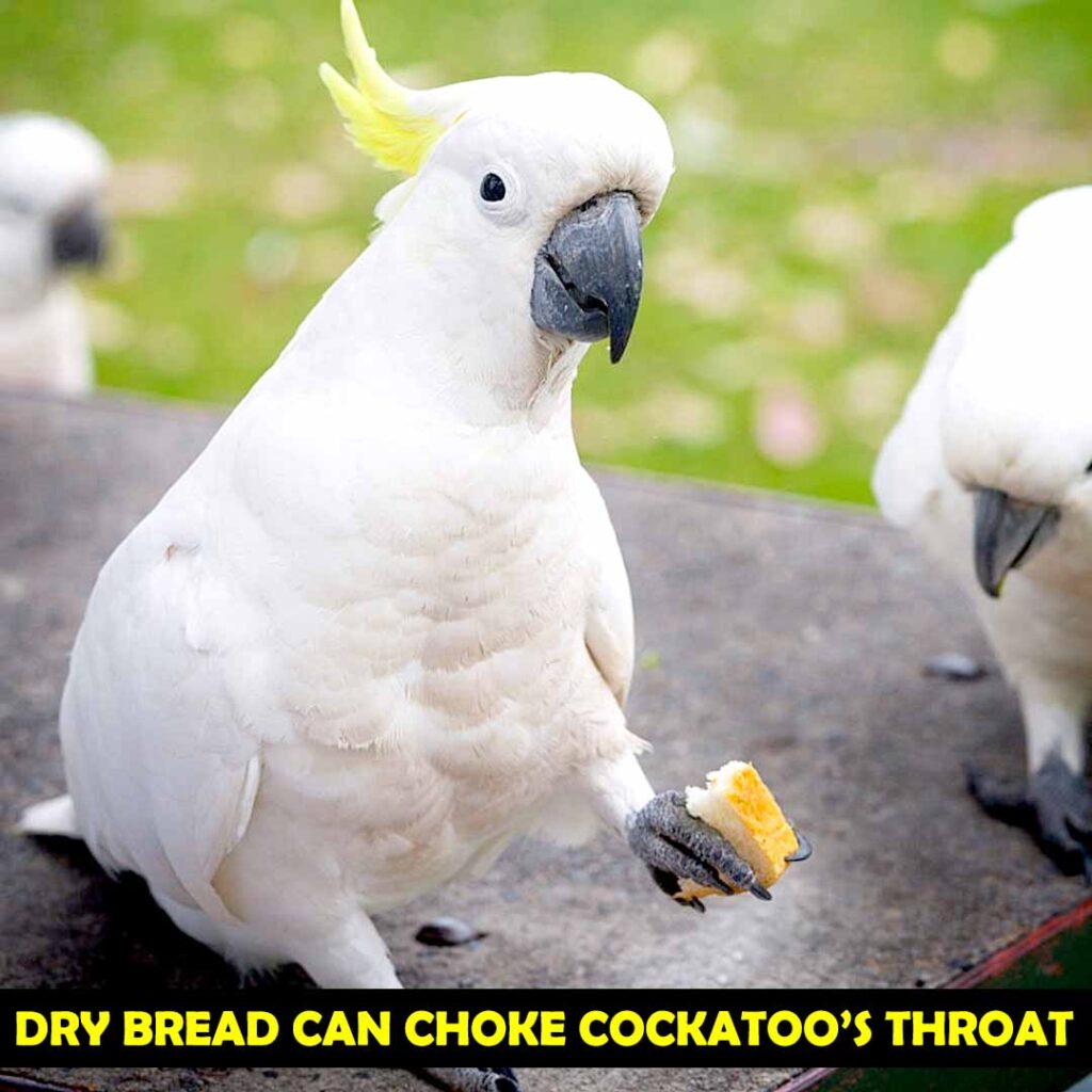 dry bread can choke