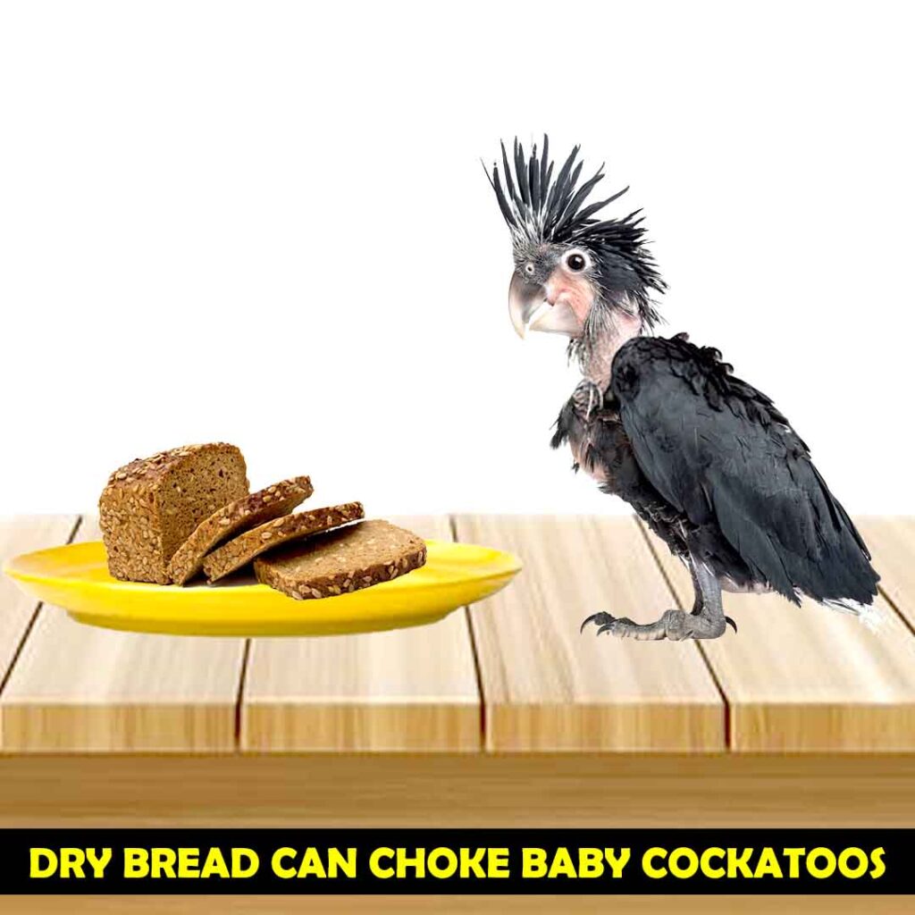 dry bread can choke baby cockatoo