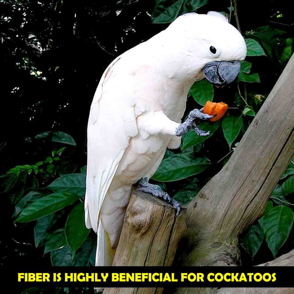 fiber in Carrots for cockatoos