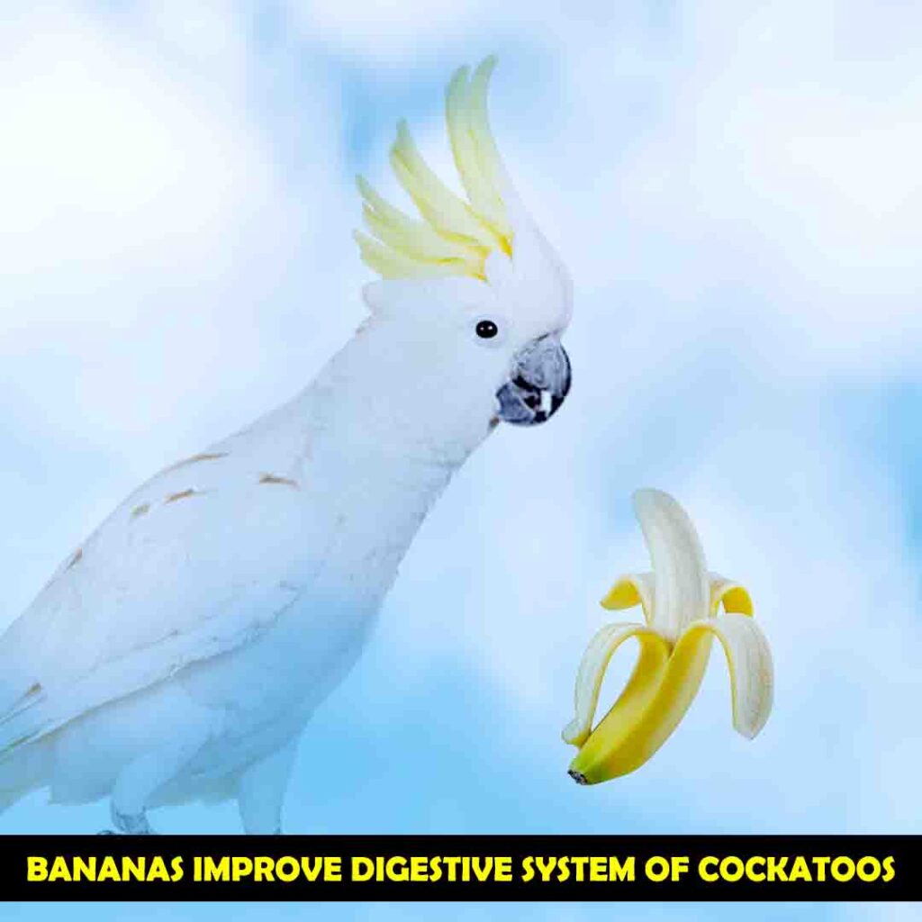 function of these Nutrients in Cockatoos Body