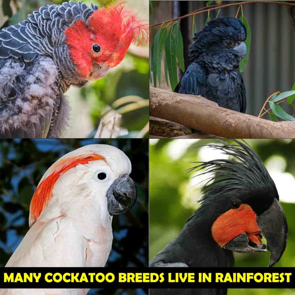 many cockatoo breeds are live in rainforest