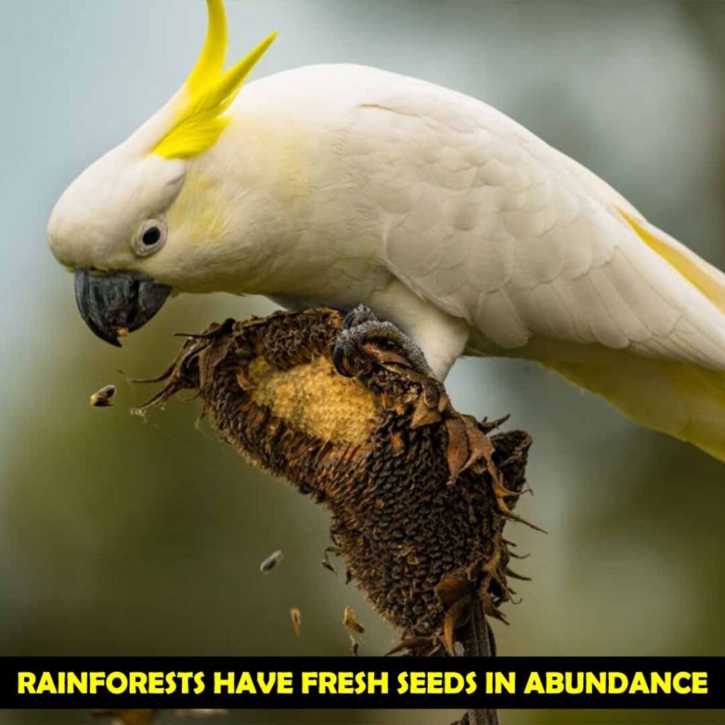 rainforests have fresh seeds in abundance