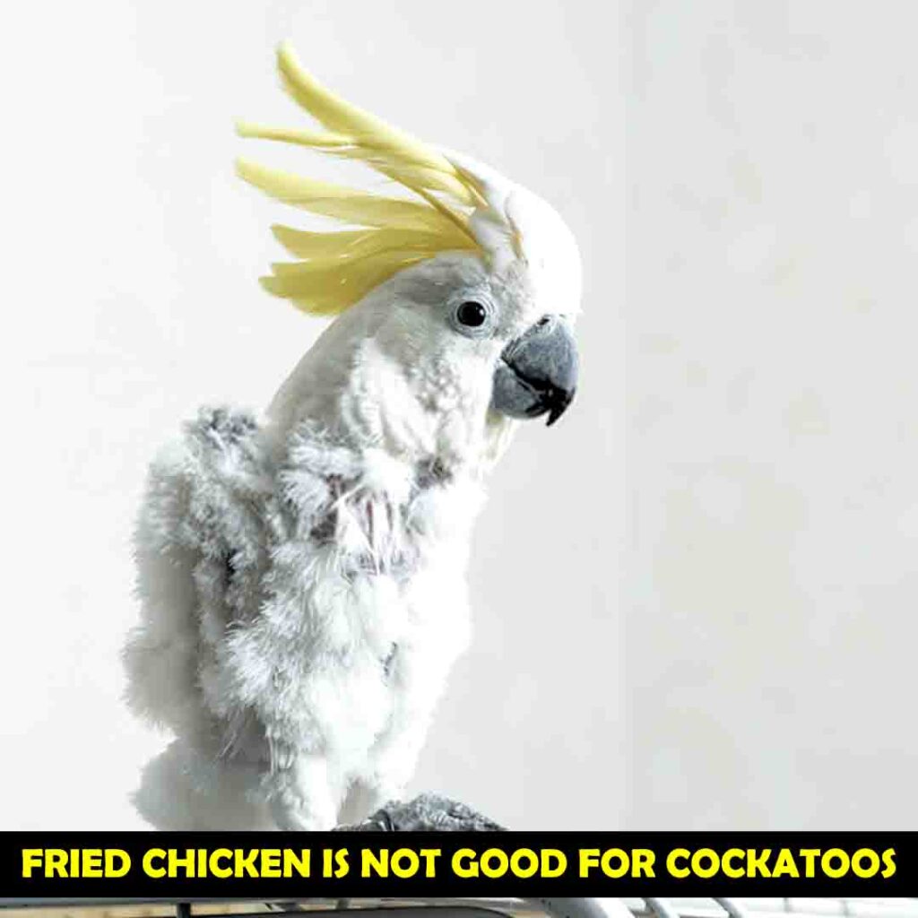 side effects of eating Chicken for cockatoos