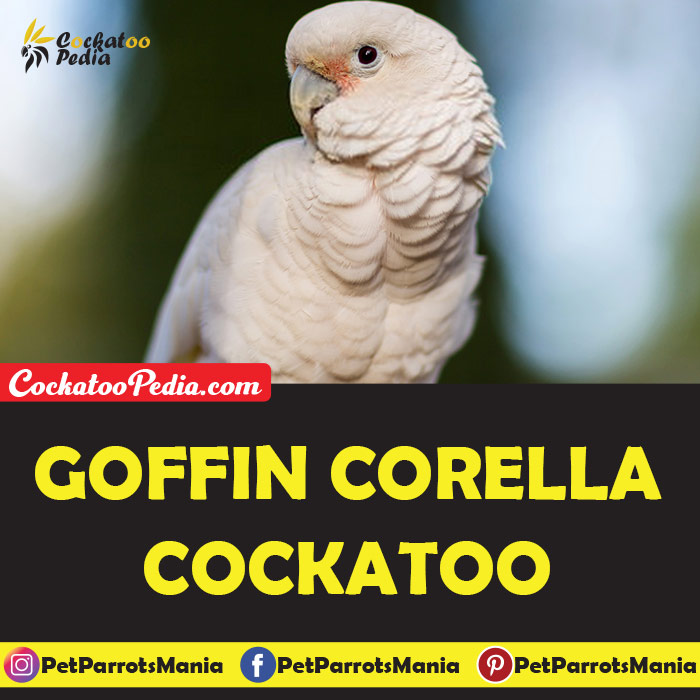 Goffin Corella Cockatoo